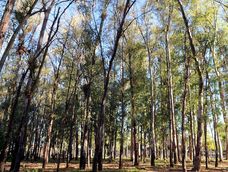 Las penalidades se calculan según la gravedad de la falta, el tipo de árbol y su antigüedad. El esquema alcanza a municipios, empresas y frentistas.