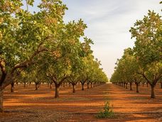 Los frutos secos ya representan la principal alternativa agrícola de la provincia y el pistacho aparece como el cultivo con mayor proyección. (Gentileza)&nbsp;