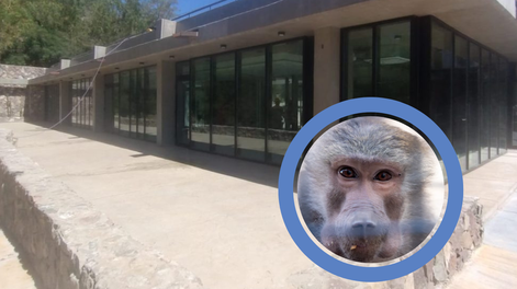 El Ecoparque reabrirá al público durante la primera mitad de 2026: que podrá hacerse en el exZoo de Mendoza