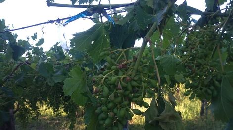 Vides dañadas por la piedra - Gentileza