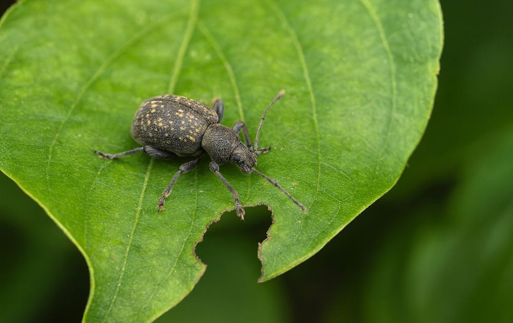 El insecto se convirtió en una de las plagas más frecuentes en el jardín.