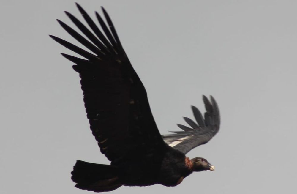 Majestuoso: fotos y videos de más de 100 cóndores juntos en Tupungato volando a baja altura. Foto: Gentileza Eduardo Furlán (SOS Acción Salvaje)