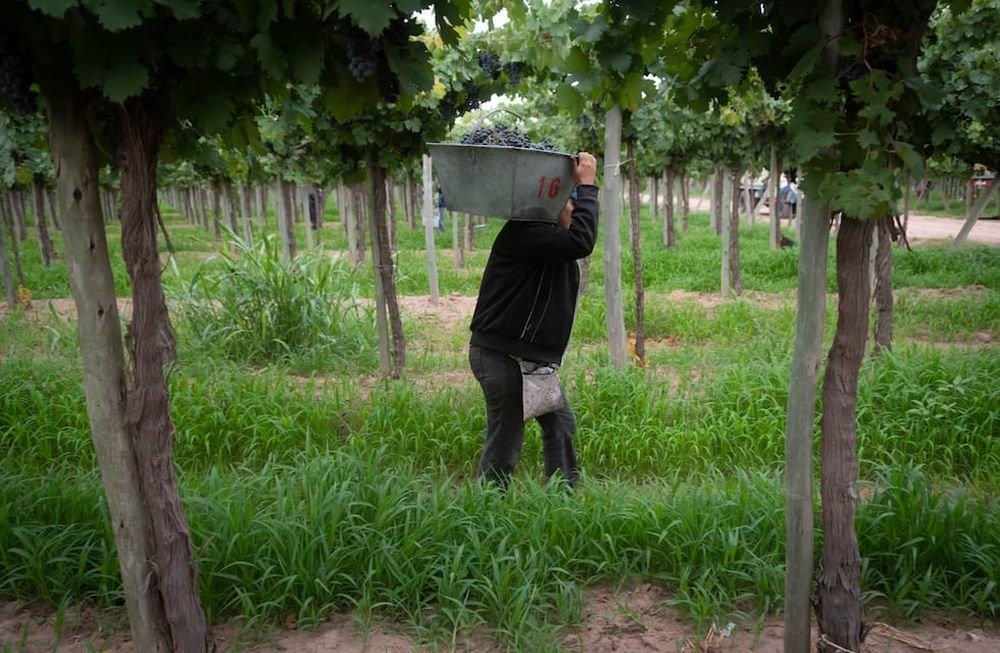El clásico préstamo para cosecha y acarreo será a tasa fija del 28% con una bonificación de 7 puntos si al pago de la cuota se presenta el cumplimiento fiscal / Ignacio Blanco