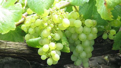 Los Andes | La uva Verdelho fue autorizada para la elaboración de vinos de calidad superior. - Imagen web