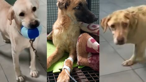 Los Andes | La nueva vida de Toto, Camilo y Roque, 3 perros rescatados al borde de la muerte y quienes disfrutan de la vida. Foto: Gentileza La Casita de Lula