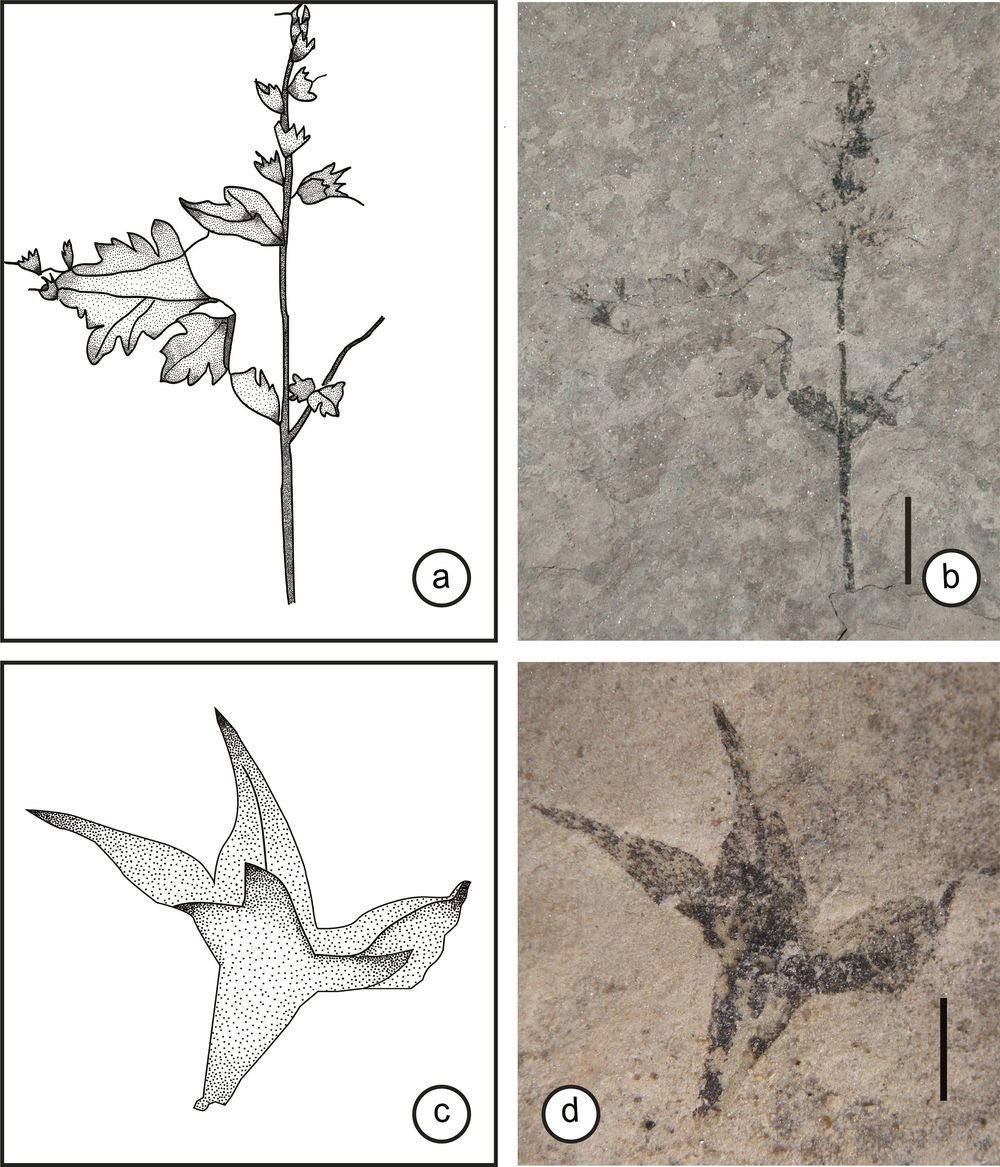 Esquema e imagen del eje floral con restos de flores y hojas la escala es de 0,5 mm, c y d, esquema e imagen de una flor aislada la escala es de 1mm