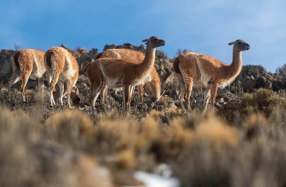 Guanacos