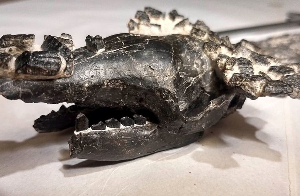 Los restos de un quirquincho prehistórico fueron hallados en San Pedro y presentados recientemente. Télam.
