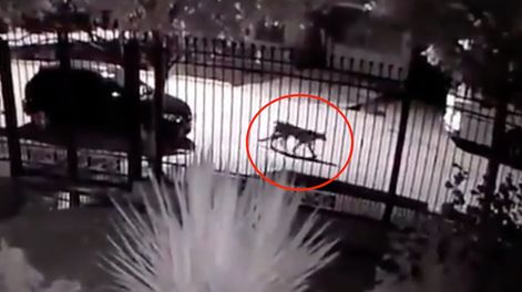 Los Andes | Una cámara de seguridad de una casa en Tupungato captó a un puma suelto por las calles del barrio.