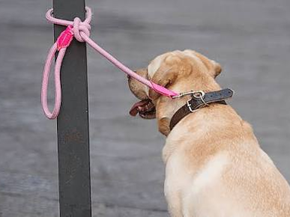 La única excepción admitida por el legislador responde a prescripciones veterinarias expresas fundamentadas en la salud o el bienestar del animal.