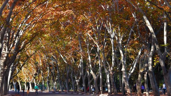 Otoño en el Parque General San Martín (Foto archivo)