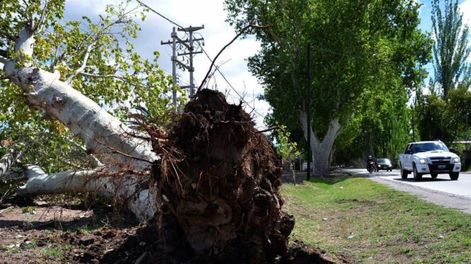 Arbolado público: en qué casos los municipios pueden erradicar árboles por su cuenta