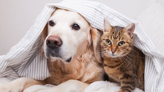 La cepa británica de Covid-19 podría afectar a perros y gatos