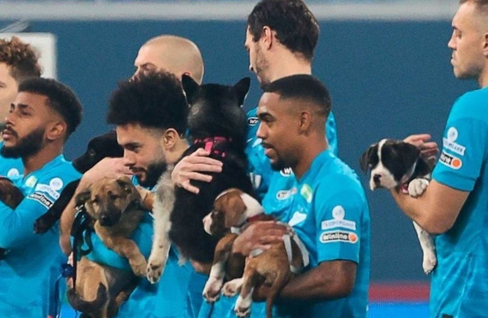 El gran gesto del Zenit con varios cachorros sin hogar. / Foto: Gentileza