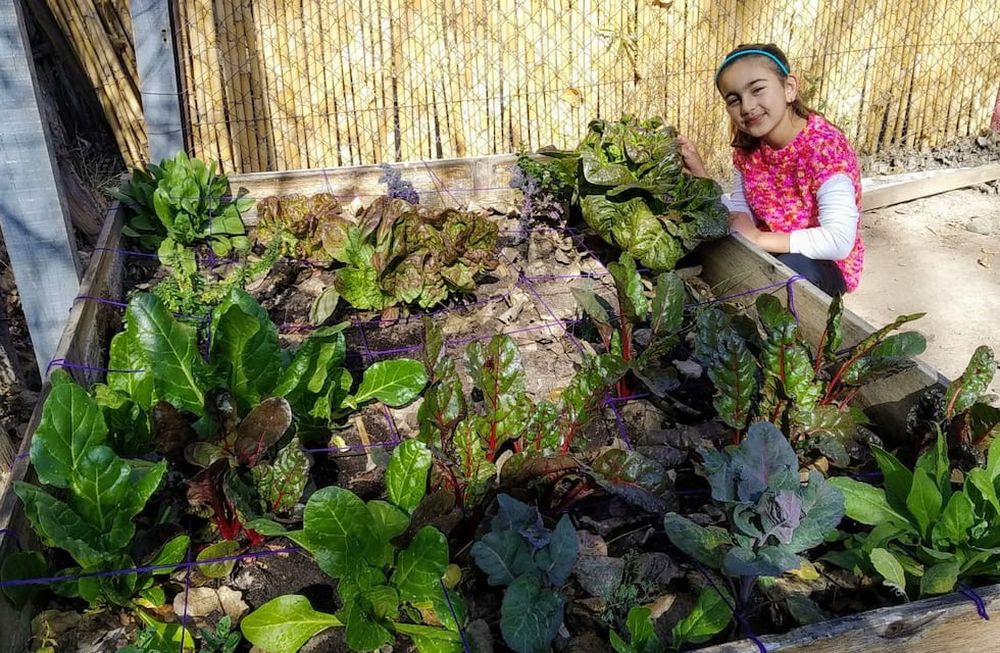 Valentina aprovechó el tiempo en casa y su patio para iniciar una plantación de lechuga morada, acelga y kale, que cuida y riega todos los días.