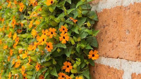 Los Andes | La enredadera Susana de ojos negros se reproduce por semillas, es muy fácil de mantener y tiene notables propiedades medicinales. Foto: 123RF
