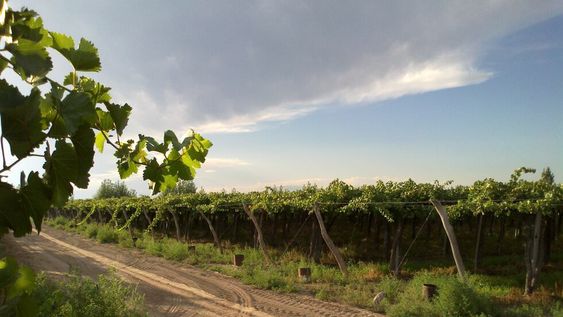 Luna Roja, un vino que homenajea al rock nacional