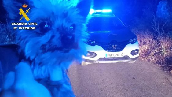 Un perro yorkshire, llamado Lucas, salvó a su dueño.&nbsp;