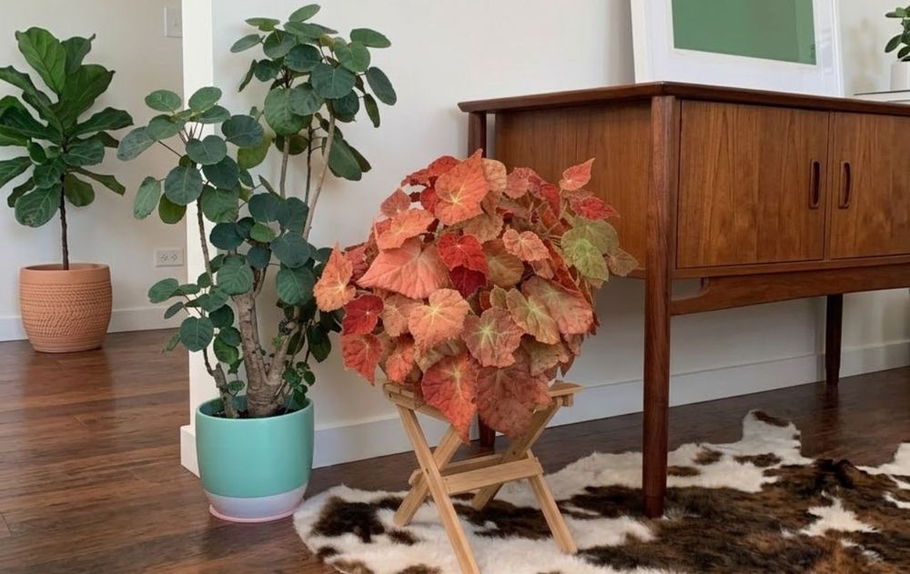 Las diferentes variedades de esta planta tienen un cuidado distinto.