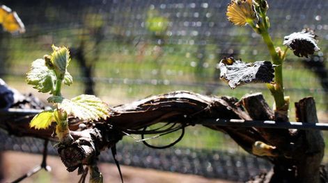 Sistema de alerta temprana para diagnóstico de cultivos