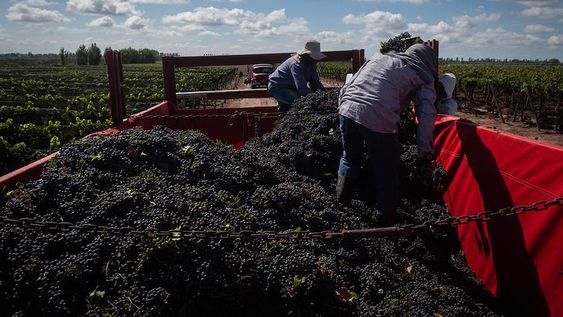 Cuando finalice la cosecha, los trabajadores temporarios registrados podrán acceder a un pago de $10.000 más por mes, hasta completar el año de remuneraciones. Foto: Ignacio Blanco / Los Andes