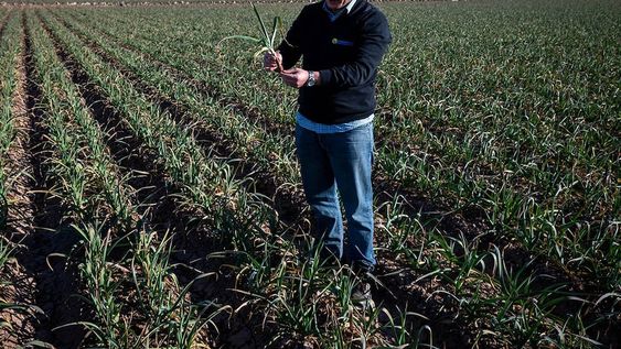 Desde la asociación que reúne a los productores, empacadores y exportadores de ajo anticipan que este año se reducirá la cantidad de hectáreas en la provincia. Foto: Ignacio Blanco / Los Andes
