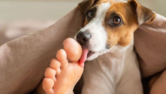 Lamer los pies de las personas es uno de los tantos hábitos en los perros que ayudan a identificar y a reconocer con quién están.