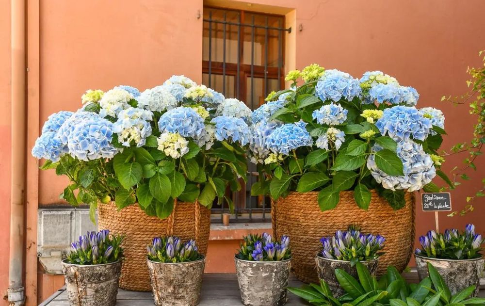 Es una gran opción para embellecer cualquier espacio de casa, pero podría impactar negativamente en la energía espiritual, según el Feng Shui.