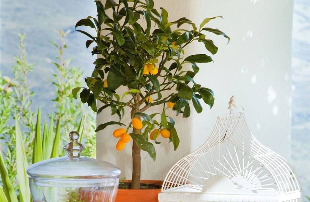 Árboles frutales pequeños que podés cultivar en maceta
