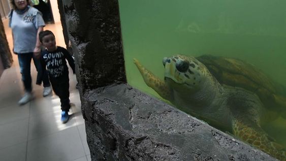 Jorge llegó al acuario de Capital hace más de 30 años. Miles de niños van a visitarlo cada año por ser el más popular del lugar. / Foto: Jose Gutierrez / Los Andes