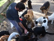 en aconcagua radio, la historia del refugio angeles de cuatro patas