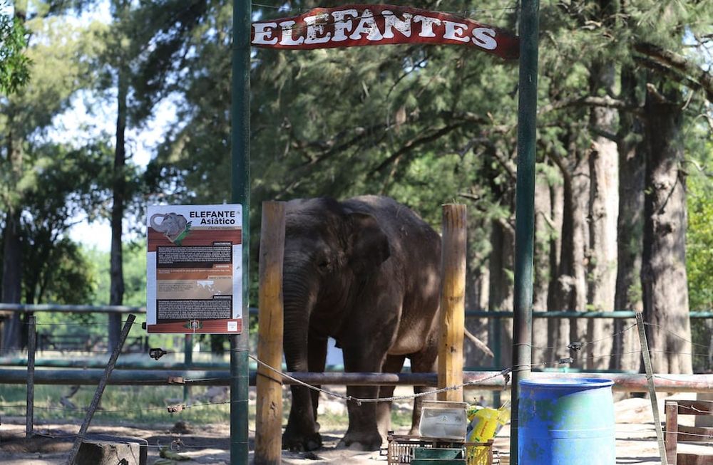 La elefante Sharima