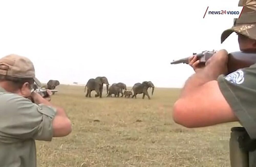 Mataron a un elefante y la familia del animal quiso cobrarse venganza