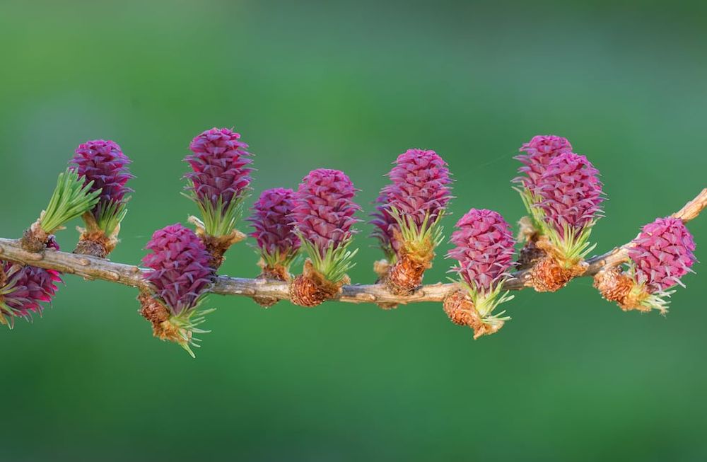 Las coníferas son los árboles que mejor se adaptan a la plantación en esta época. Para cultivar otras especies más sensibles, como ceibos, palos borrachos y algunas palmeras, tendremos que esperar a la primavera.