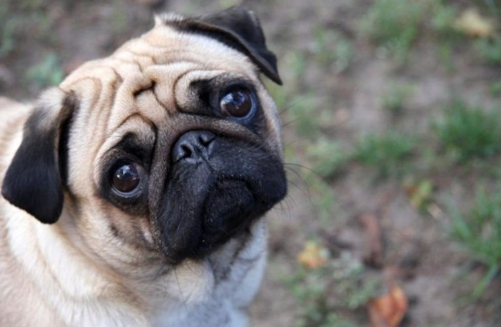 Detrás de su apariencia, el pug esconde una serie de problemas de salud.