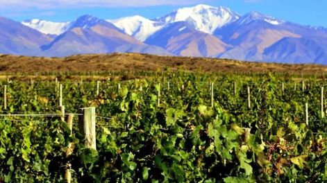 Con una tasa de crecimiento anual cercana al 13%, la producción orgánica en Mendoza tiene un futuro prometedor