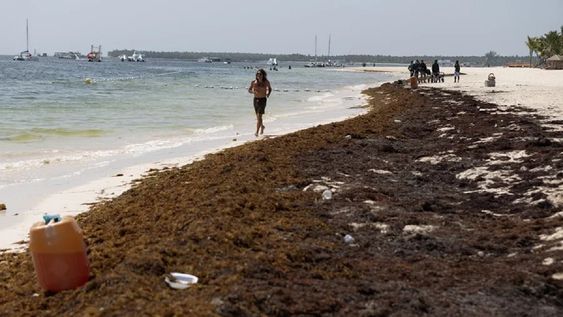 Fotografía que muestra a un turista caminando en una playa con sargazo acumulado en la orilla, en Punta Cana (República Dominicana)