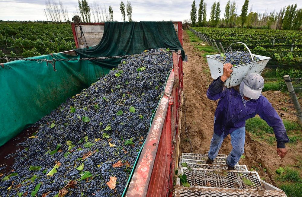 Sin una solución que se avisore en corto plazo, la vendimia 2021 también podría desarrollarse con serias complicaciones. Se espera que se pongan en marcha protocolos para poder traer mano de obra de otras provincias, tal como se viene realizando desde hace varios años.