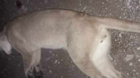 Un hombre mató a palazos a un joven puma que había sido acorralado por sus perro