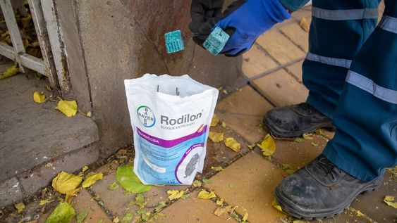 Nuevo cronograma de tareas de control de plagas en Ciudad