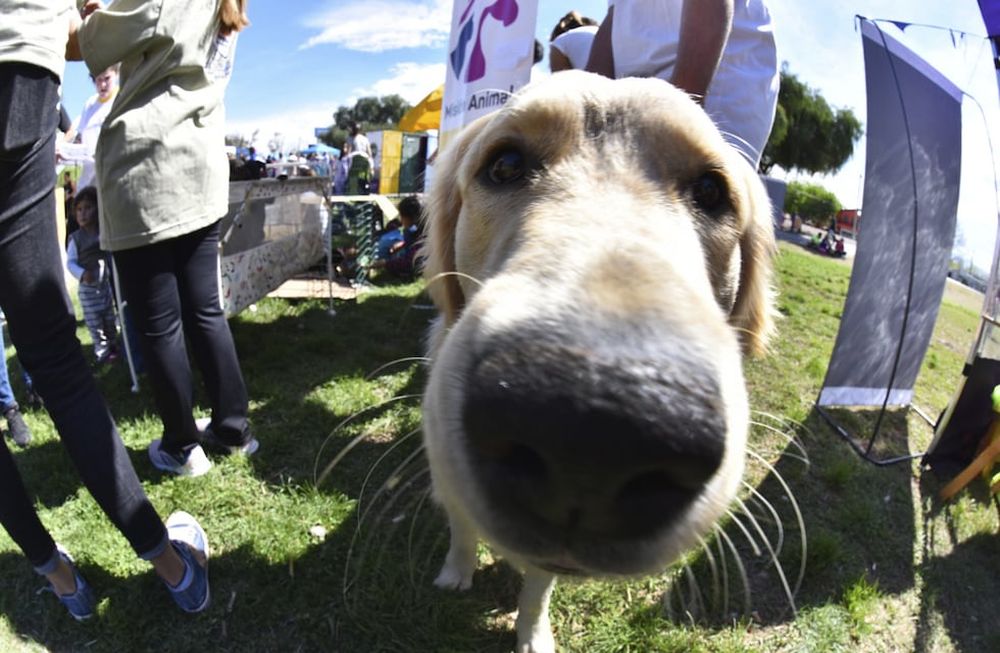 Encuentro de mascotas, la entretenida propuesta de Godoy Cruz para el Día del Animal