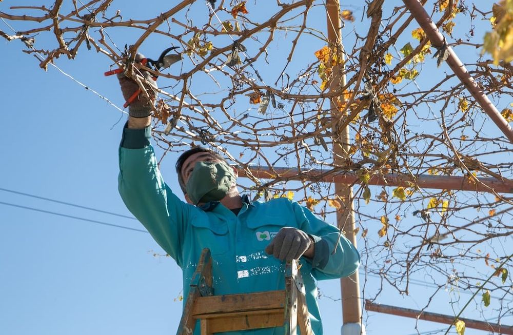 Nuevo cronograma de arbolado y desinfección