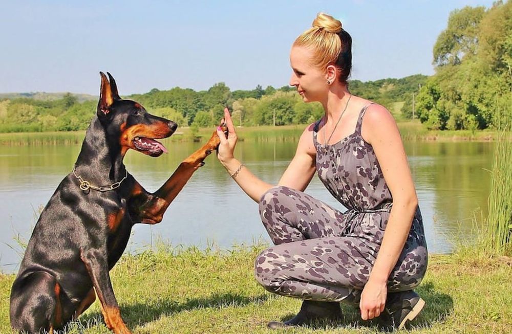 Horóscopo: conocé cuál es tu animal de poder, según tu signo