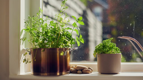 5 plantas que te pueden a ayudar a cuidar la limpieza de tu hogar sin gastar de más