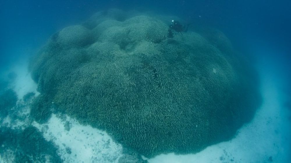 Cr&eacute;ditos: Manu San F&eacute;lix/National Geographic Mares pr&iacute;stinos.
