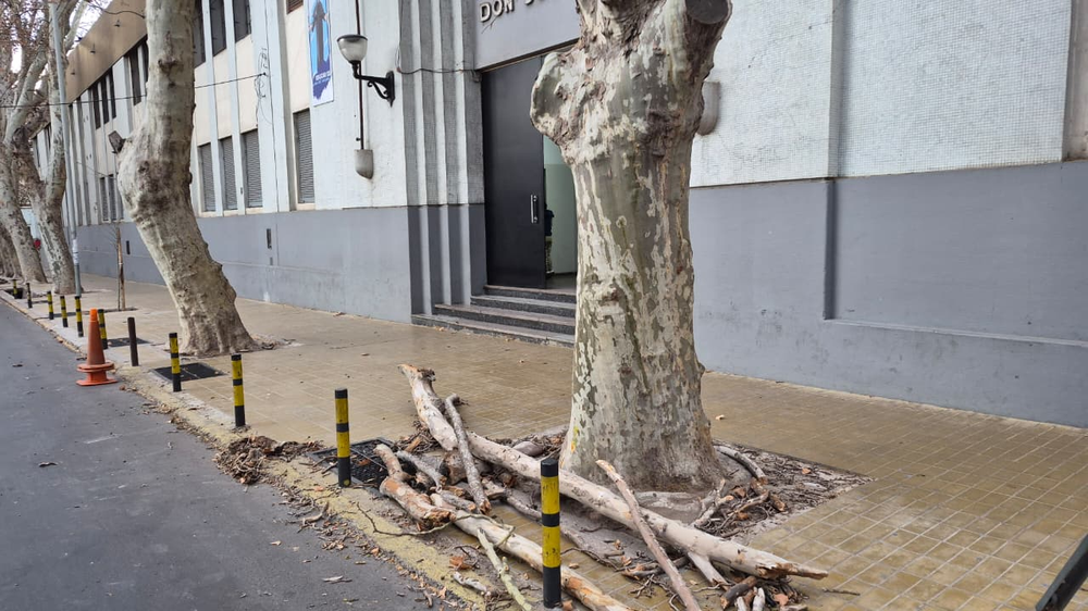 El viento Zonda provocó caídas de ramas en la puerta del Colegio Don Bosco, en Ciudad.&nbsp;