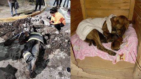 Salvaron a una perra que estaba atrapada en una zanja con sus cachorros en Tupungato.