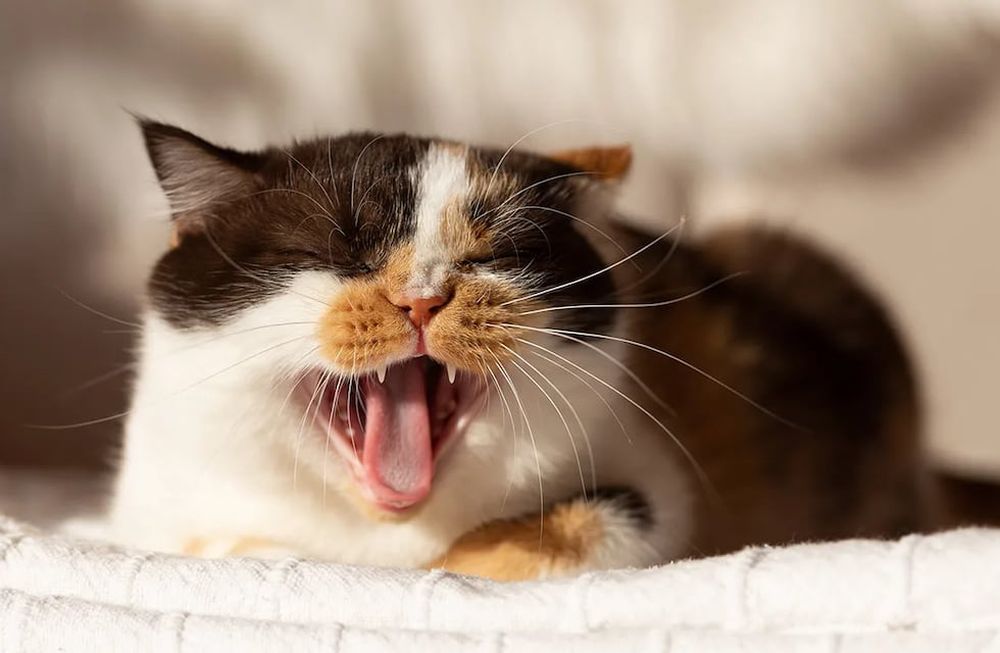 Qué significan los maullidos de gato.