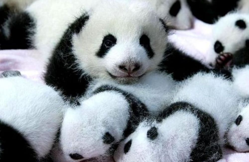 Los osos pandas gigantes, han alcanzado los 1.800 ejemplares en la naturaleza, cifra que alcanza para remover al animal de la clasificación “en extinción” dentro de China.