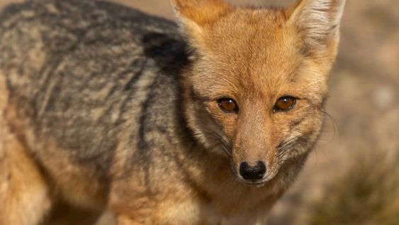 El crecimiento de la urbanización hacia zonas que históricamente han sido rurales y salvajes ha llevado a que especies como el zorro vean invadido su hábitat en Mendoza. Foto: Ignacio Blanco / Los Andes.